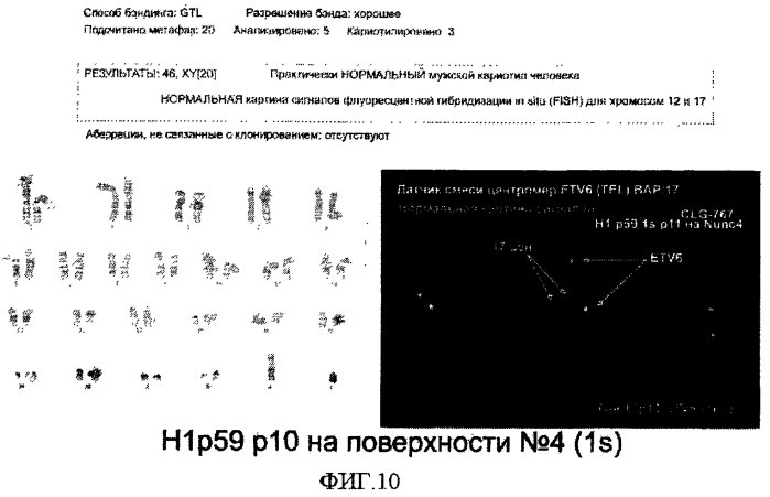 Способы, поверхностно-модифицированные носители и композиции для иммобилизации, культивирования и открепления клеток (патент 2551772)