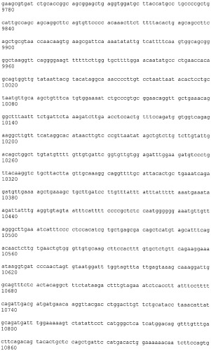 Иммортализованная клеточная линия птиц (патент 2475536)