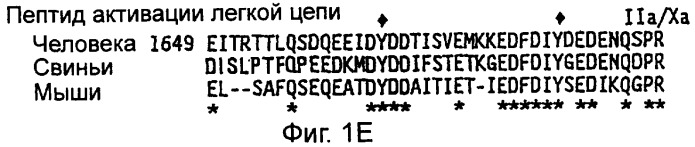 Рекомбинантная молекула днк, кодирующая модифицированный свиной фактор viii (pol 1212), экспрессирующие векторы, модифицированный свиной фактор viii, терапевтическая композиция, способы получения белка модифицированного свиного фактора viii (варианты) и линии клеток (варианты) (патент 2285724)