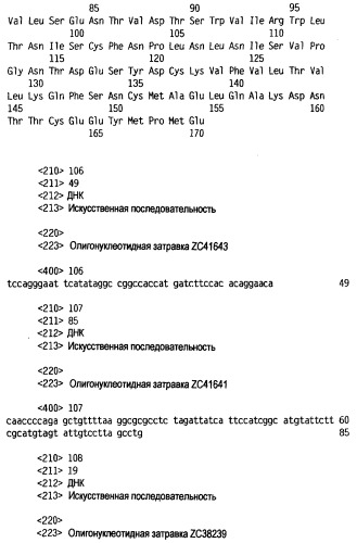 Новый лиганд рецептора цитокина zcytor17 (патент 2360923)