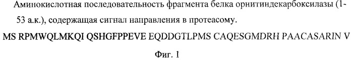 Рекомбинантная бактерийная плазмида, экспрессирующая белок патогена и биологически активный фрагмент орнитиндекарбоксилазы в клетках млекопитающих, предназначенная для разработки средств профилактики вирусных инфекционных заболеваний (на примере вируса клещевого энцефалита) (патент 2425881)