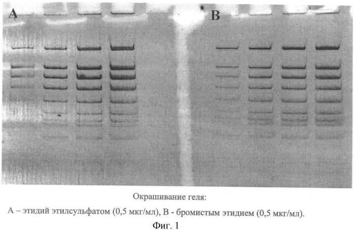 Этидий этилсульфат - флуоресцентный краситель для обнаружения нуклеиновых кислот (патент 2415842)