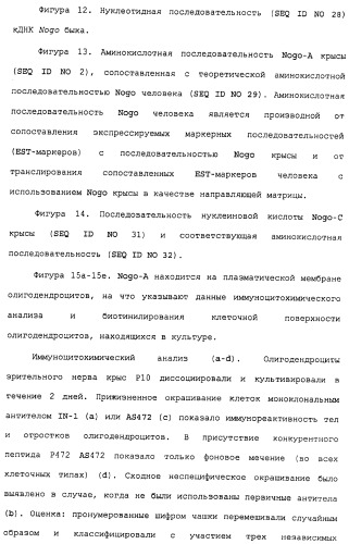 Поликлональное антитело против nogo, фармацевтическая композиция и применение антитела для изготовления лекарственного средства (патент 2432364)