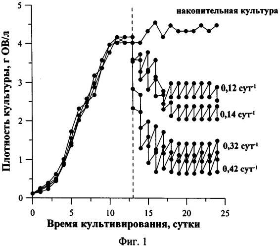 Способ культивирования одноклеточной зеленой микроводоросли dunaliella salina для получения биомассы (патент 2541446)