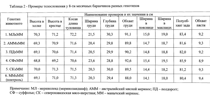 Способ поточного производства молодой баранины (патент 2528865)