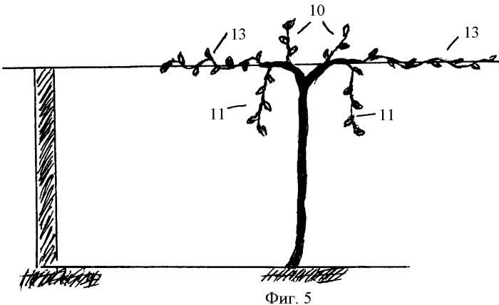 Способ ведения виноградных кустов (патент 2357406)
