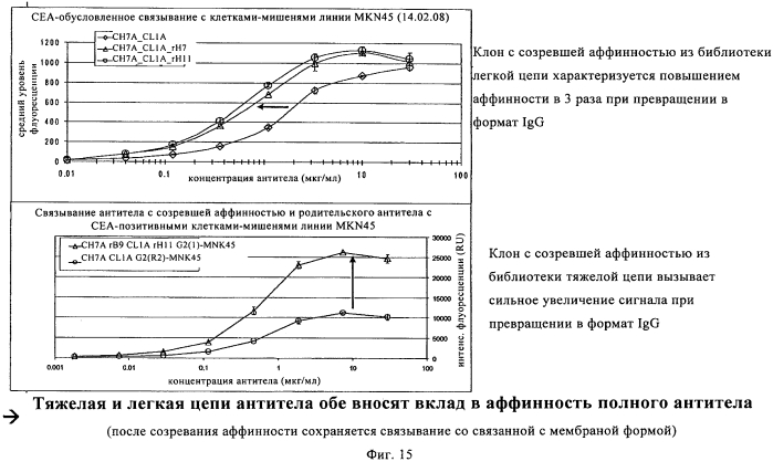 Гуманизированные моноклональные антитела к сеа с созревшей аффинностью (патент 2570554)