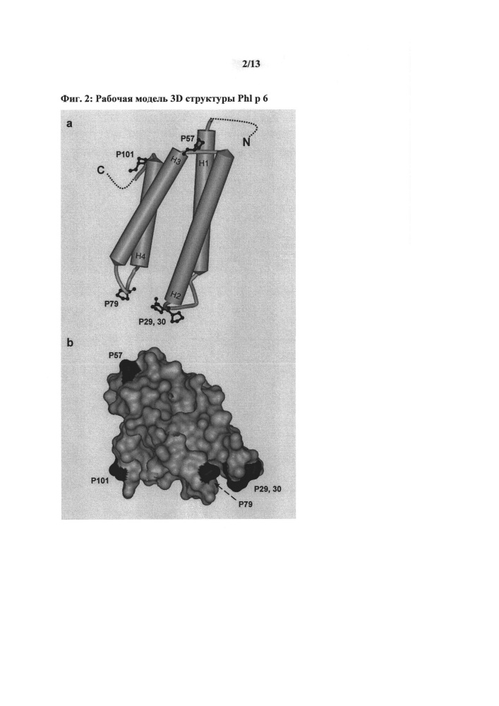 Модификации аллергенов группы 6 poaceae (мятликовых), имеющих пониженную аллергенность благодаря мутагенезу пролиновых остатков (патент 2607373)