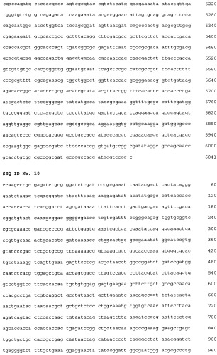 Плазмидный вектор pe-lc-ltp, штамм бактерии escherichia coli для экспрессии липид-транспортирующих белков чечевицы lens culinaris и способ получения указанных белков (патент 2415940)