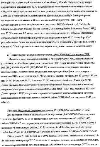 Способ получения l-треонина с использованием бактерии, принадлежащей к роду escherichia, в которой инактивирован кластер генов sfmacdfh-fimz или ген fimz (патент 2333953)