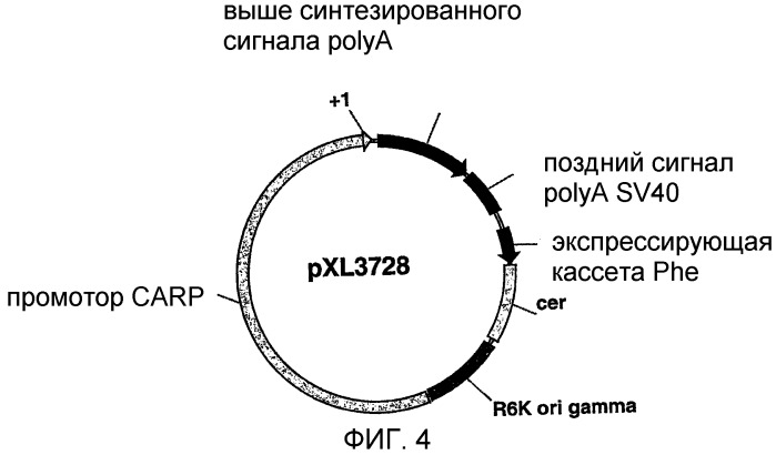 Последовательность, расположенная выше гена carp, вектор, содержащий эту последовательность, и их использование (патент 2283865)