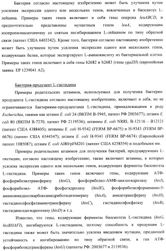 Способ конструирования оперонов, содержащих трансляционно сопряженные гены (патент 2411292)