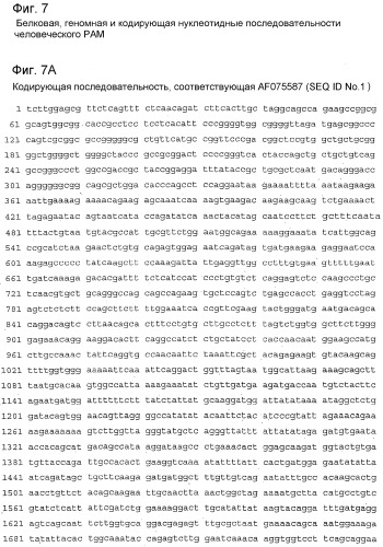 Применение s1p (патент 2362565)