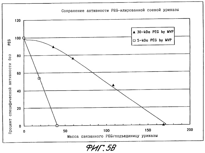 Конъюгаты peg-уратоксидазы, их использование, способ изолирования тетрамерной формы уриказы (патент 2349341)