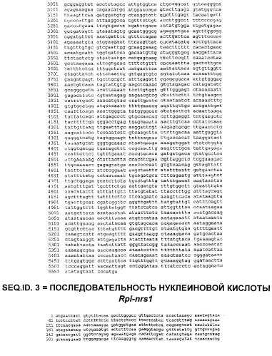 Гены и способы обеспечения устойчивости к фитофторозу пасленовых (патент 2511423)