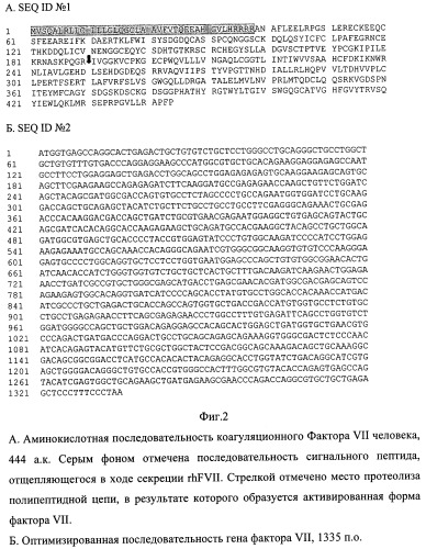 Рекомбинантная плазмидная днк pap271, кодирующая полипептид фактора vii свертываемости крови человека, и линия клеток mesocricetus auratus внк 21 k.13 (2h7) - продуцент рекомбинантного фактора vii свертываемости крови человека (патент 2448160)