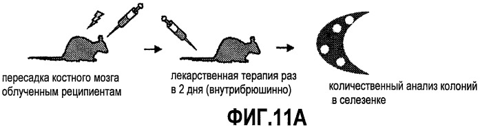 Способ стимуляции регенерации тканей (патент 2480213)