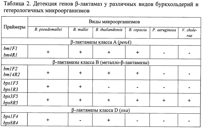 Олигонуклеотидные праймеры для детекции и типирования генов  -лактамаз патогенных буркхольдерий (патент 2474614)