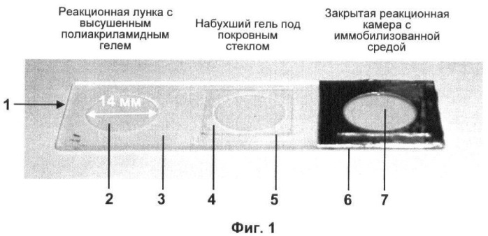 Бесконтактные способы обнаружения молекулярных колоний, наборы реагентов и устройство для их осуществления (патент 2394915)