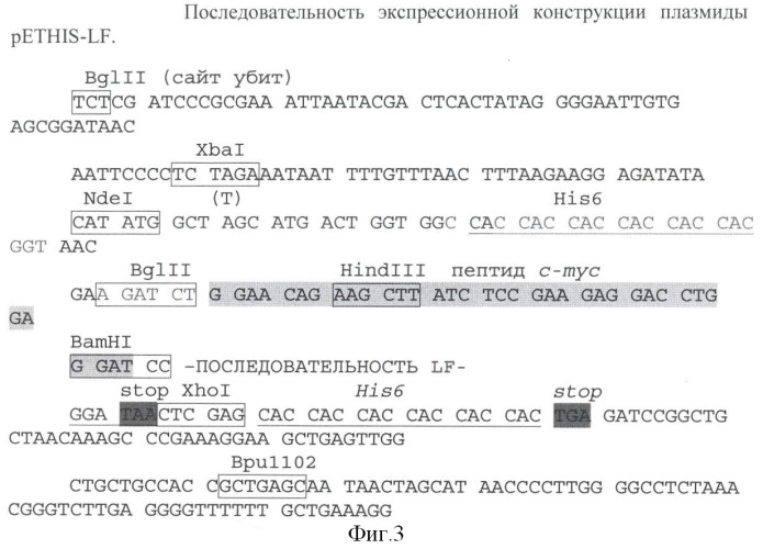 Способ получения функционально активного рекомбинантного белка летального фактора язвы (lf), рекомбинантная плазмидная днк pethis-lf, кодирующая активный белок lf и штамм escherichia coli bl-hislf, продуцирующий активный белок летального фактора сибирской язвы (патент 2361921)