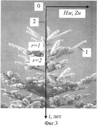 Способ анализа ствола и кроны дерева ели (патент 2376749)