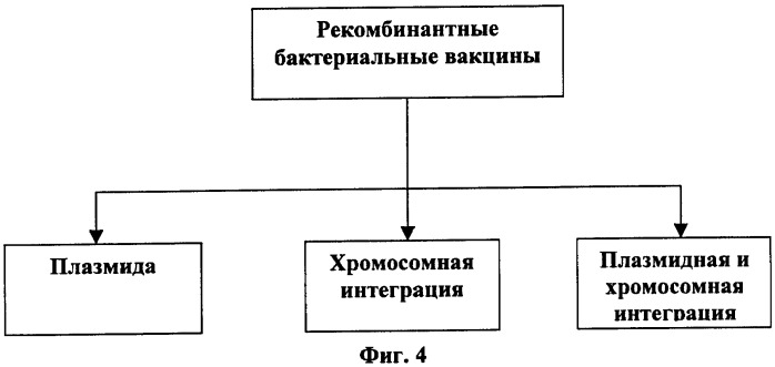 Иммуногенная композиция и способ разработки вакцины, основанной на участках матричного белка вич (патент 2403915)