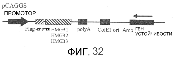 Способ сбора функциональных клеток in vivo с высокой эффективностью (патент 2571230)