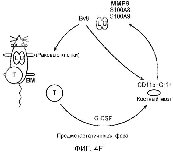 Ингибирование метастазирования опухоли при помощи антагонистов bv8 или g-csf (патент 2567803)