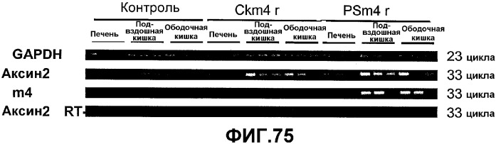 Желудочно-кишечный пролиферативный фактор и его применения (патент 2343158)