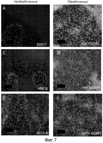 Дифференцировка человеческих эмбриональных стволовых клеток (патент 2473685)