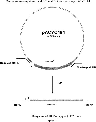 Способ получения l-треонина или l-аргинина с использованием бактерии, принадлежащей к роду escherichia, в которой инактивирован ген aldh (патент 2330882)