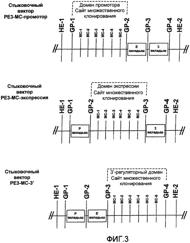 Векторные плазмиды для клонирования модулей днк и способы их применения (патент 2497949)