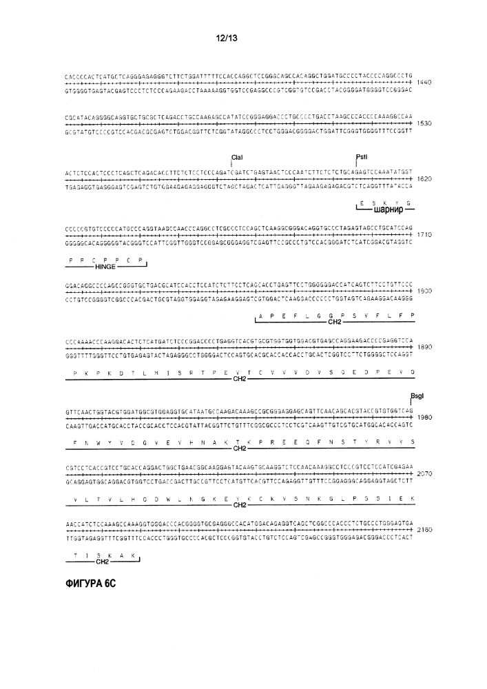 Гуманизированное тау-антитело (патент 2644242)