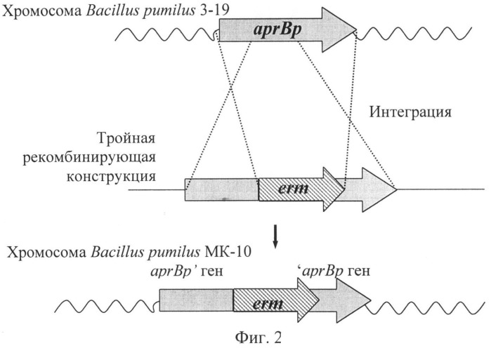 Штамм бактерий bacillus pumilus мк-10 с низкой протеолитической активностью и его применение (патент 2510821)