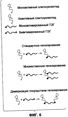 Аптамерные терапевтические средства, применимые для лечения связанных с комплементом расстройств (патент 2406507)