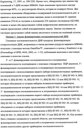 Вариант кукурузы mir604 (патент 2351122)