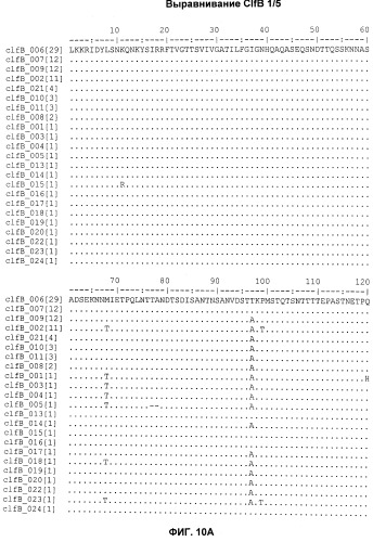 Иммуногенные композиции антигенов staphylococcus aureus (патент 2536981)