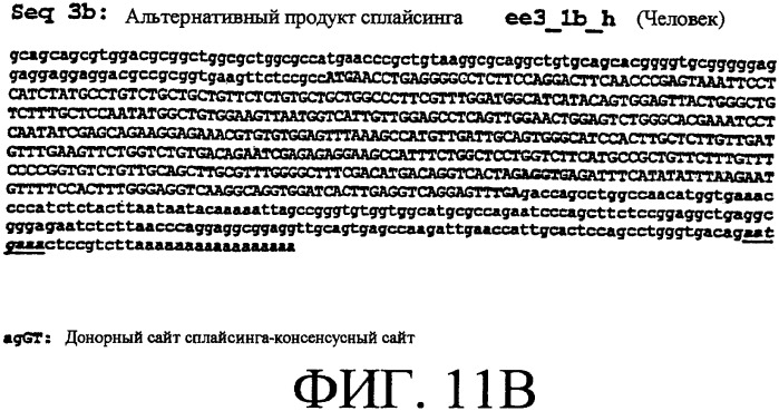Ее3-семейство белков и соответствующие днк-последовательности (патент 2333918)