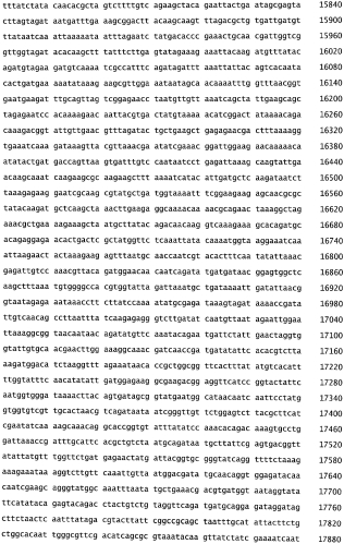 Бактериофаг, обладающий активностью против pseudomonas aeruginosa, белки бактериофага и способы их применения (патент 2580248)