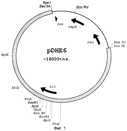 Нитрилаза из rhodococcus rhodochrous ncimb 11216 (патент 2283864)