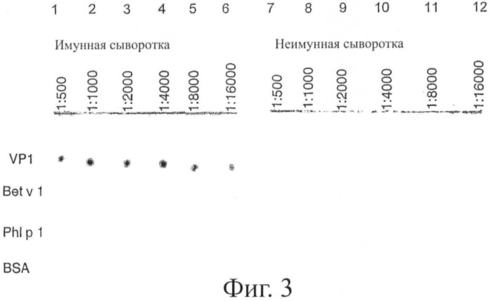 Гипоаллергенный слитый белок, молекула нуклеиновой кислоты, кодирующая его, вектор экспрессии, клетка-хозяин, вакцинная композиция и его применение (патент 2486206)