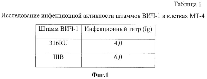 Штамм hominis immunodeficiti virus (hiv-1) вич-1/россия/(316ru) для приготовления диагностических, профилактических препаратов и для оценки противовирусной активности различных соединений (патент 2457244)