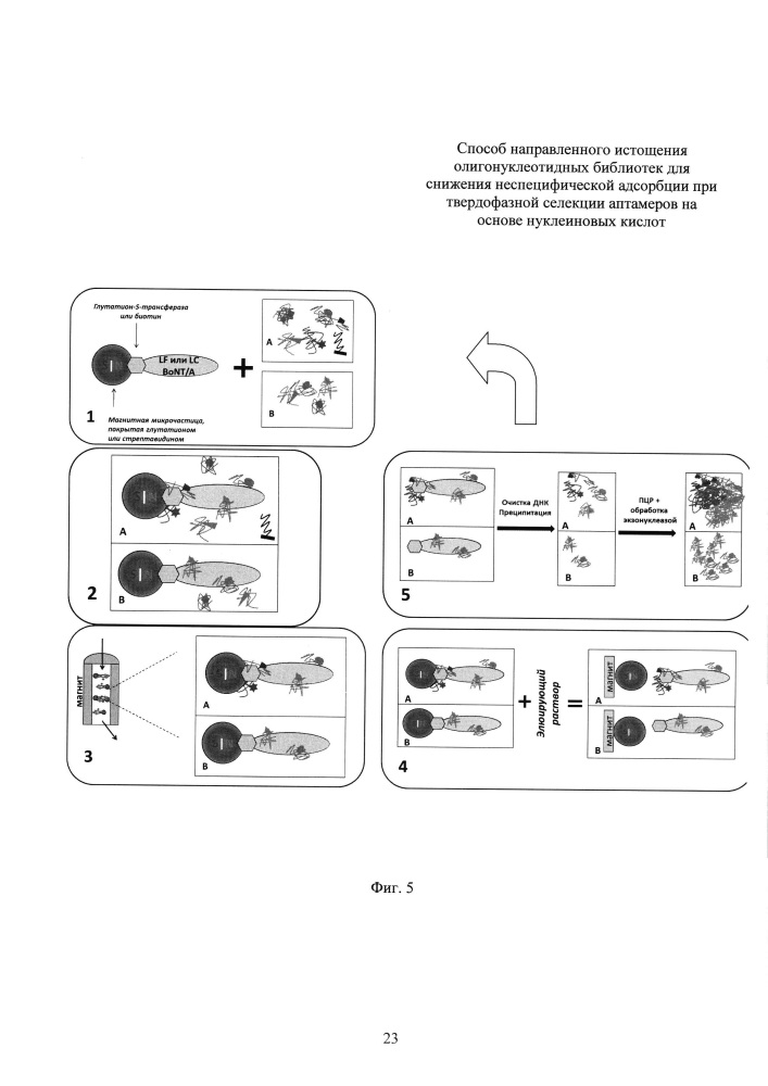 Способ направленного истощения олигонуклеотидных библиотек для снижения неспецифической адсорбции при твердофазной селекции аптамеров на основе нуклеиновых кислот (патент 2618872)