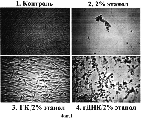 Применение фрагмента днк транскрибируемой области рибосомного повтора для повышения устойчивости мезенхимных стволовых клеток к действию агрессивных факторов окружающей среды (патент 2560270)