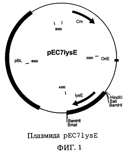 Способ получения l-лизина (патент 2264461)