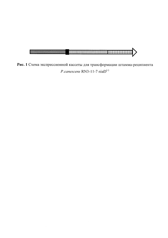 Рекомбинантный штамм мицелиального гриба penicillium canescens cl14, продуцирующий компонент целллюлосомы clostridium thermocellum, и способ его культивирования (патент 2646132)