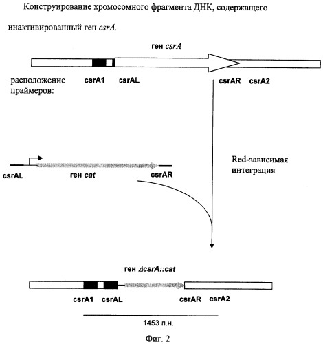 Способ получения неароматических l-аминокислот с использованием бактерии, принадлежащей к роду escherichia, в которой инактивирован ген csra (патент 2311453)
