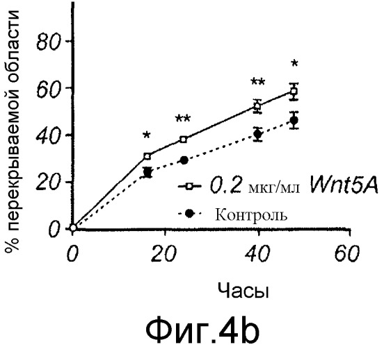 Применение производных пептида wnt5-a для лечения меланомы и рака желудка (патент 2517190)