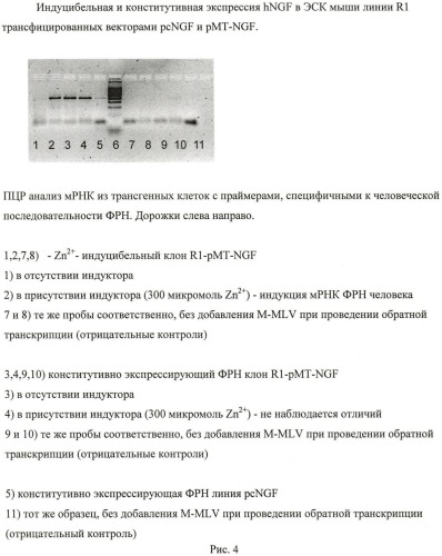 Способ получения эмбриональных стволовых клеток млекопитающих, модифицированных геном фактора роста нервов человека (патент 2458984)