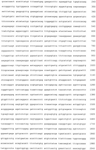 Pscaxcd3, cd19xcd3, c-metxcd3, эндосиалинxcd3, epcamxcd3, igf-1rxcd3 или fap-альфаxcd3 биспецифическое одноцепочечное антитело с межвидовой специфичностью (патент 2547600)